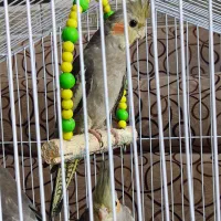 فروش عروس هلندی