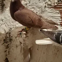 دم سفید نر قلدر