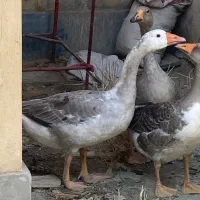 غاز