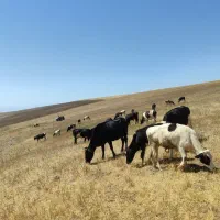 گاو|حیوانات مزرعه|ورزقان, |دیوار