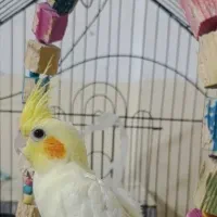 جوجه عروس هلندی