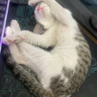 گربهه