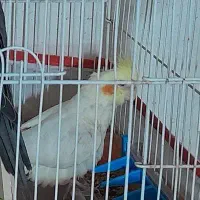 عروس هلندی زرد رنگ گمشده   شماره   تشکر