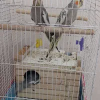 عروس هلندی مولد باجوجه