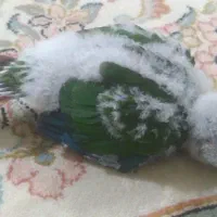 گرینچیک|پرنده|مشهد, کریم آباد|دیوار