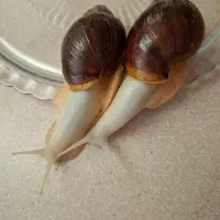 حلزون آفریقایی