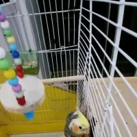 واگذاری عروس هلندی نر و ماده