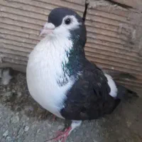 کفتر