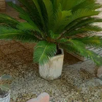 گل سیکاس