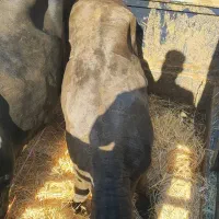 فروش خرید انواع گوساله و گاو گوشتی افتاده داشتی
