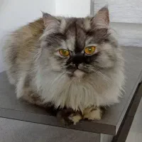 پاندا نژاد پرشین  ماده ۸ ماهه اشرافی