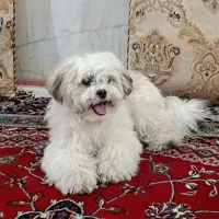 واگذاری سگ