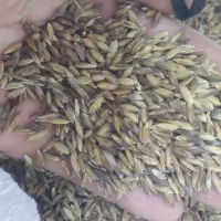 شلتوک بذری کارون