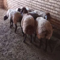 ۶عدد میش شیشک بخته شیره دار،،بره،بز،