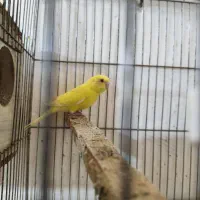 یک عدد مرغ عشق رنگ خاص