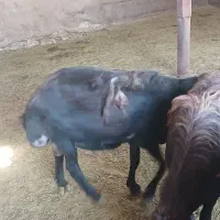 قوچ قزل افشار