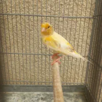 پرنده
