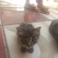 بچه گربه