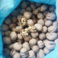 گردو|خوردنی و آشامیدنی|داراب, |دیوار