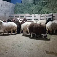 بره نر‌ پرواری
