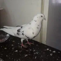 کبوتر