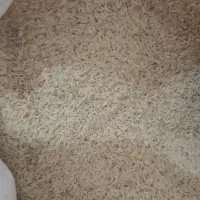 برنج فجر