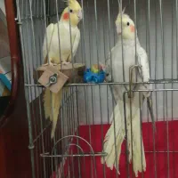 فروش فوری عروس هلندی مولد مست
