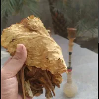 تنباکو تند تند