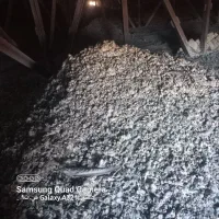 فروش فضلله کودکبوتر کوهی گورچین