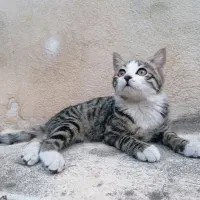 گربه اهلی