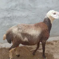 قوچ پلنگی