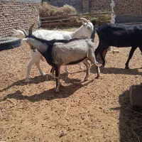 بزغاله نر آلپاین خالص مال جنس