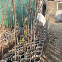 عرضه و تولیدات انواع درخت  گلدانی ۲ سال تا ۵ سال