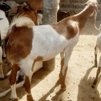 بز نر برای قربانی