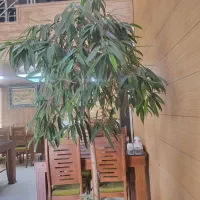 کارگر جهت کار در رستوران