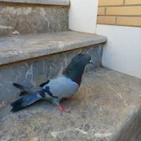 برجی پر جوان
