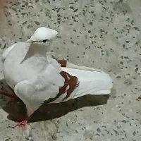 کبوتر