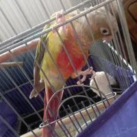 گرینچیک آناناسی اکستریم رد ماده