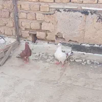 کفتر...یاهوو