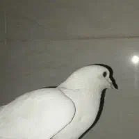 کفتر