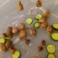 حلزون