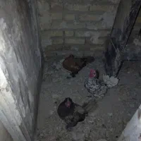 مرغ وخروس مینیاتوری