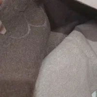 موکت