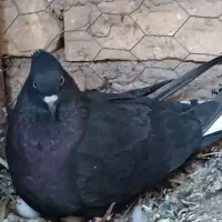 کفتر|پرنده|بهرمان, |دیوار