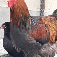 تخم نطفه دار مرغ برهما اصل رومانی