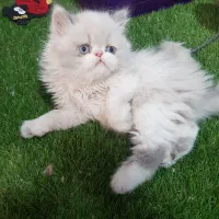 گربه اسکاتیش هیمالین