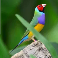 فنچ گلدین