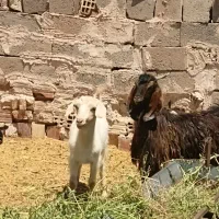 چهارعدد بزغاله