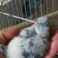طوطی راهب سرلاکی .قناری سرخ.فنچ.جوجه عروس هلندی