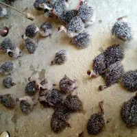 جوجه شترمرغ